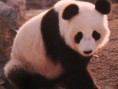 /album/galeria-de-fotos/a14-panda-jpg/